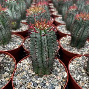 Euphorbia Horrida Boiss Live Plant - Rare Snake Cactus Succulent in 4 Inch Pot - Image 8