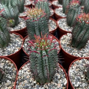 Euphorbia Horrida Boiss Live Plant - Rare Snake Cactus Succulent in 4 Inch Pot - Image 9