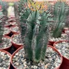 Euphorbia Horrida Boiss Live Plant - Rare Snake Cactus Succulent in 4 Inch Pot - Image 1