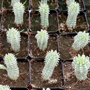 Euphorbia Mammillaris Variegated Succulent Live Plant - Rare Pink Corn Cob Cactus in 2