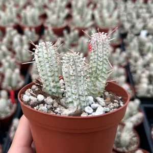 Euphorbia Mammillaris Variegated Succulent Live Plant - Rare Pink Corn Cob Cactus in 2