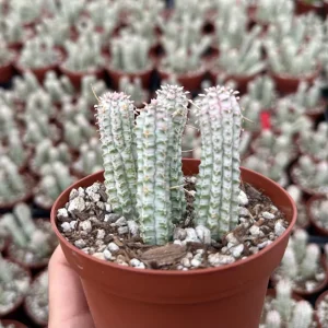 Euphorbia Mammillaris Variegated Succulent Live Plant - Rare Pink Corn Cob Cactus in 2