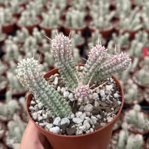 Euphorbia Mammillaris Variegated Succulent Live Plant - Rare Pink Corn Cob Cactus in 2