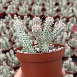 Euphorbia Mammillaris Variegated Succulent Live Plant - Rare Pink Corn Cob Cactus in 2