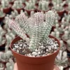 Euphorbia Mammillaris Variegated Succulent Live Plant - Rare Pink Corn Cob Cactus in 2" or 4" Pot - Image 1