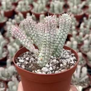 Euphorbia Mammillaris Variegated Succulent Live Plant - Rare Pink Corn Cob Cactus in 2