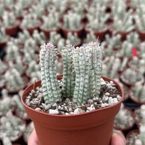 Euphorbia Mammillaris Variegated Succulent Live Plant - Rare Pink Corn Cob Cactus in 2