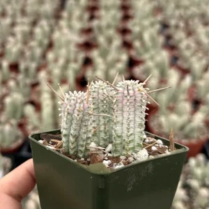Euphorbia Mammillaris Variegated Succulent Live Plant - Rare Pink Corn Cob Cactus in 2