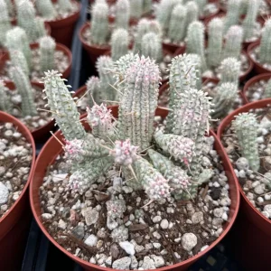 Euphorbia Mammillaris Variegated Succulent Live Plant - Rare Pink Corn Cob Cactus in 2