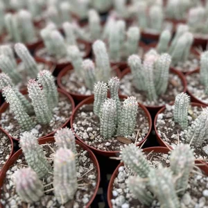 Euphorbia Mammillaris Variegated Succulent Live Plant - Rare Pink Corn Cob Cactus in 2