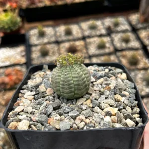 Euphorbia Obesa Hybrid Live Plant - Baseball Plant Succulent in 3" Pot - Rare Indoor - Image 2