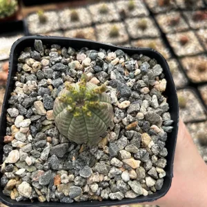 Euphorbia Obesa Hybrid Live Plant - Baseball Plant Succulent in 3