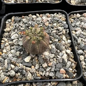 Euphorbia Obesa Hybrid Live Plant - Baseball Plant Succulent in 3