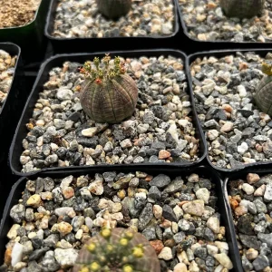 Euphorbia Obesa Hybrid Live Plant - Baseball Plant Succulent in 3