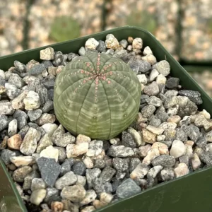 Euphorbia Obesa Hybrid Live Plant - Baseball Plant Succulent in 3