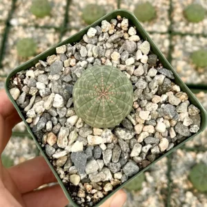 Euphorbia Obesa Hybrid Live Plant - Baseball Plant Succulent in 3
