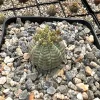Euphorbia Obesa Hybrid Live Plant - Baseball Plant Succulent in 3" Pot - Rare Indoor - Image 1