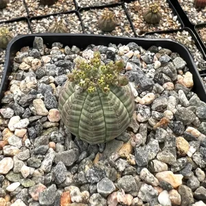 Euphorbia Obesa Hybrid Live Plant - Baseball Plant Succulent in 3" Pot - Rare Indoor - Image 1