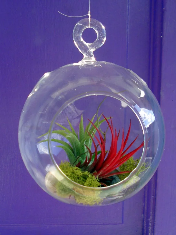 Fairy Air Plant Garden Kit - Glass Hanging Terrarium with 2 Iona Air Plants - Image 2