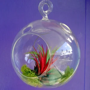 Fairy Air Plant Garden Kit - Glass Hanging Terrarium with 2 Iona Air Plants - Image 3