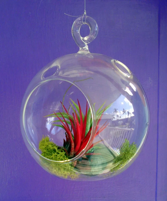 Fairy Air Plant Garden Kit - Glass Hanging Terrarium with 2 Iona Air Plants - Image 3
