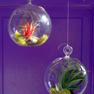 Fairy Air Plant Garden Kit - Glass Hanging Terrarium with 2 Iona Air Plants - Image 4