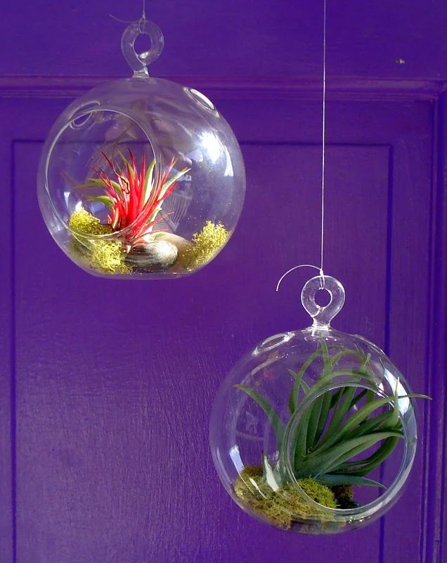 Fairy Air Plant Garden Kit - Glass Hanging Terrarium with 2 Iona Air Plants - Image 4