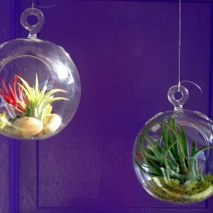 Fairy Air Plant Garden Kit - Glass Hanging Terrarium with 2 Iona Air Plants - Image 5