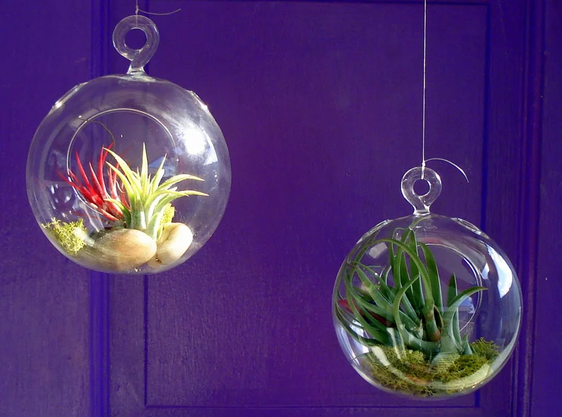 Fairy Air Plant Garden Kit - Glass Hanging Terrarium with 2 Iona Air Plants - Image 5