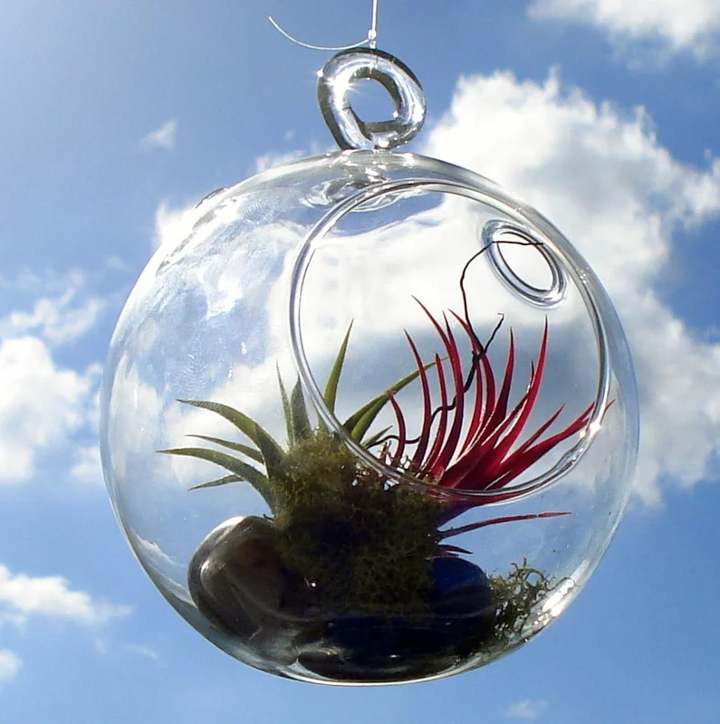 Fairy Air Plant Garden Kit - Glass Hanging Terrarium with 2 Iona Air Plants - Image 1