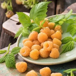Fall Gold Raspberry Live Plant - 2-5