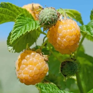 Fall Gold Raspberry Live Plant - 2-5