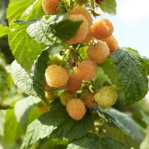 Fall Gold Raspberry Live Plant - 2-5