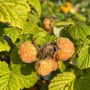 Fall Gold Raspberry Live Plant - 2-5