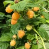 Fall Gold Raspberry Live Plant - 2-5" Tall Golden Fruit Bush for Garden - Image 1