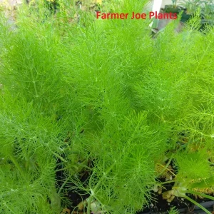 Fennel Green Live Plant – 4 inch Herb – Bee & Butterfly Friendly - Image 2