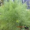 Fennel Green Live Plant – 4 inch Herb – Bee & Butterfly Friendly - Image 1