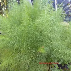 Fennel Green Live Plant – 4 inch Herb – Bee & Butterfly Friendly - Image 1