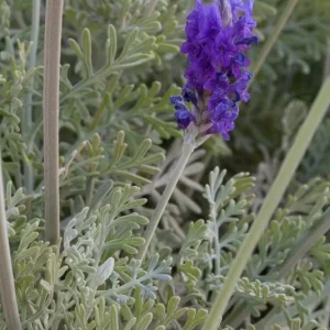 Fern Leaf Lavender Pinnata Live Plant, 5-9 inches, Pack of 3, Heat Tolerant - Image 2