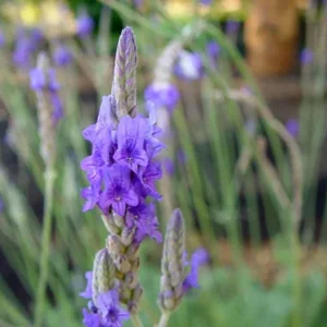 Fern Leaf Lavender Pinnata Live Plant, 5-9 inches, Pack of 3, Heat Tolerant - Image 3