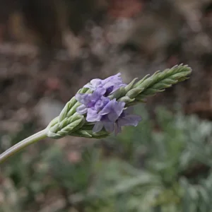 Fern Leaf Lavender Pinnata Live Plant, 5-9 inches, Pack of 3, Heat Tolerant - Image 4