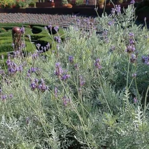 Fern Leaf Lavender Pinnata Live Plant, 5-9 inches, Pack of 3, Heat Tolerant - Image 5
