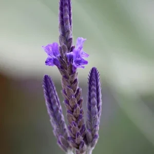 Fern Leaf Lavender Pinnata Live Plant, 5-9 inches, Pack of 3, Heat Tolerant - Image 1