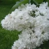 Fiala Remembrance Lilac Shrub Live Plant - 6-8 Inch Starter - Fragrant White Flowers - Image 1