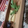 Fignomenal Fig Tree - Dwarf Live Fruit Plant - Ficus carica - 4-6 inches tall - Image 1