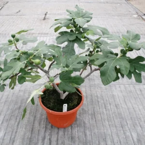 Fignomenal Fig Tree - Dwarf Live Fruit Plant - Ficus carica - 4-6 inches tall - Image 2