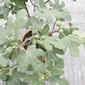Fignomenal Fig Tree - Dwarf Live Fruit Plant - Ficus carica - 4-6 inches tall - Image 3
