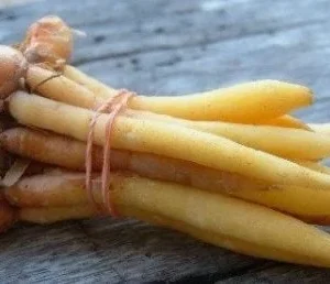 Finger Root Live Plant - Chinese Ginger Starter Plant 4-6 inches - Krachai Herb - Image 1