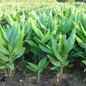 Finger Root Live Plant - Chinese Ginger Starter Plant 4-6 inches - Krachai Herb - Image 2