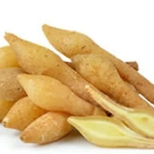 Finger Root Live Plant - Chinese Ginger Starter Plant 4-6 inches - Krachai Herb - Image 3